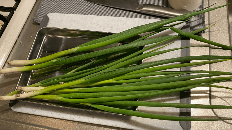 坂ノ途中から届いた葉ネギの全体がわかる状態