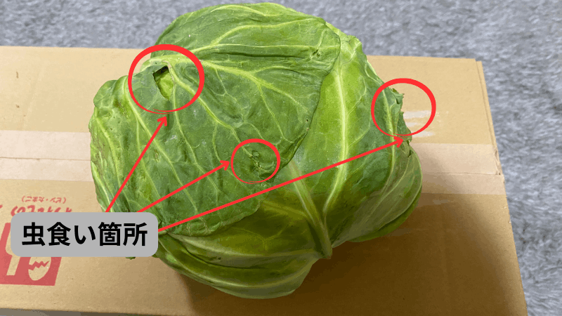 実際に坂ノ途中から届いたキャベツの虫食い箇所