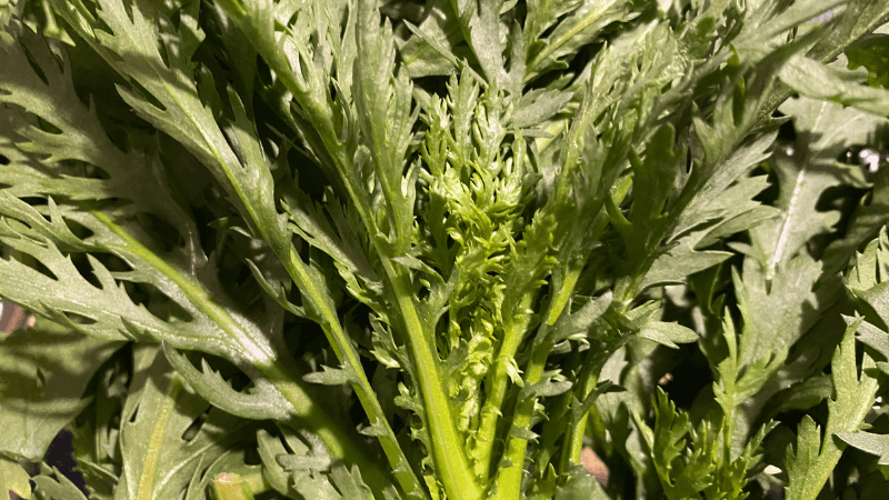 坂ノ途中の春菊の葉の中の状態