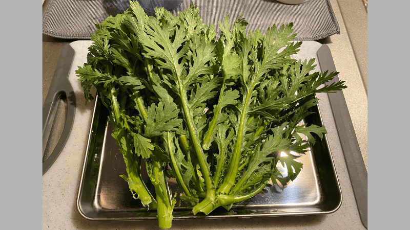 坂ノ途中から届いたキクナ(春菊)の全体の状態