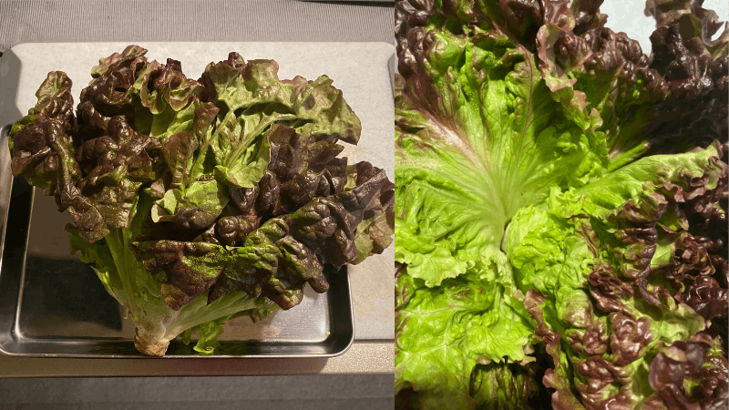 ビオマルシェから届いたサニーレタスの葉っぱと葉をめくった中