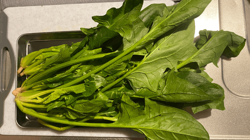 ビオマルシェから届いたほうれん草の全体