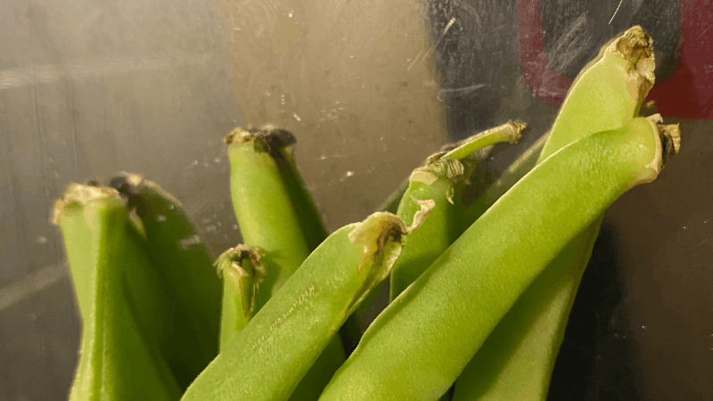 いんげんのヘタの部分が茶色い