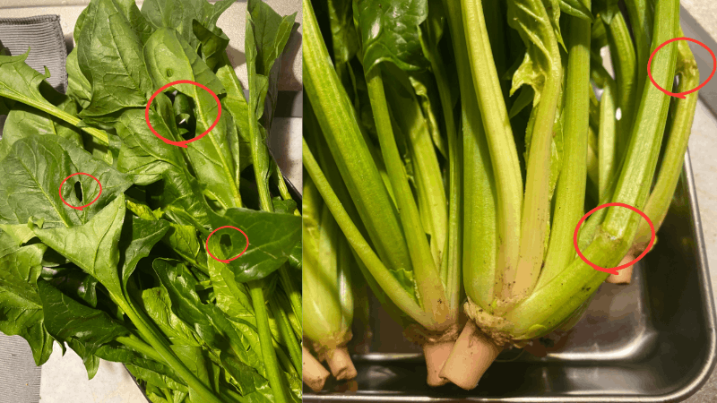 ビオマルシェのほうれん草の虫食い部分と折れている部分