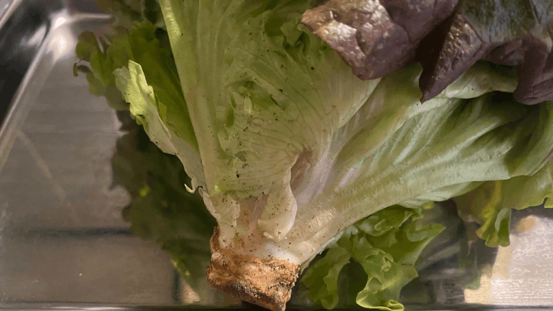 ビオマルシェのサニーレタスの根元についた泥